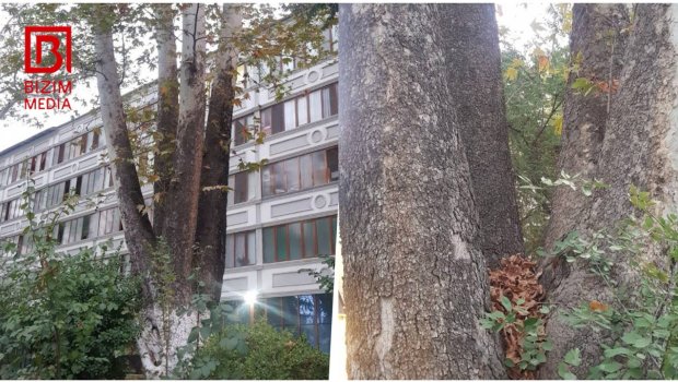 Erməni vəhşiliyinin 150 yaşlı ŞAHİDİ &ndash; Göyçaydakı qoca çinarın MARAQLI TARİXÇƏSİ &ndash; FOTO
