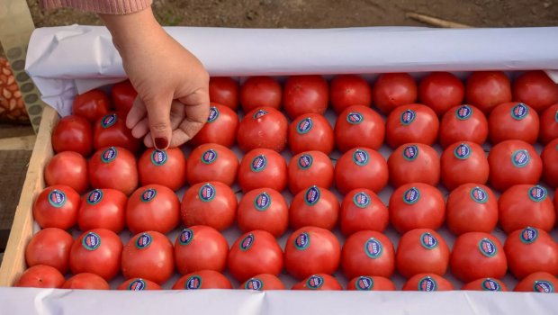 Azərbaycan pomidor ixracından 139 milyon dollar gəlir əldə edib