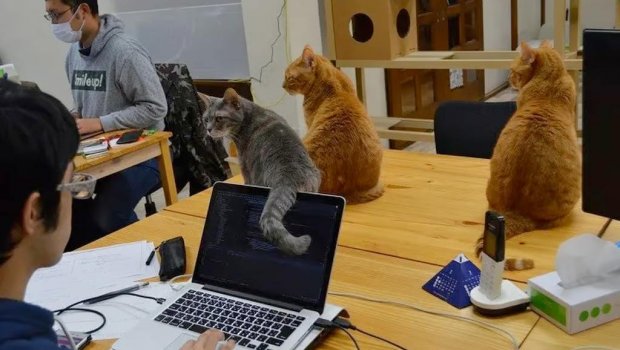 Yaponiyada çalışmaqdan bezən işçilər üçün UNİKAL ÜSUL - FOTO