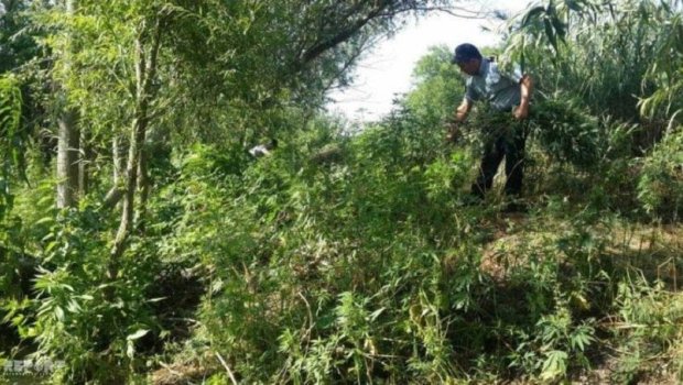 Meşədə narkotik yetişdirdi, həbs olundu &ndash; FOTO