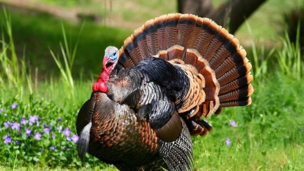 Azərbaycanda hind quşu məhsulunda bakteriya AŞKARLANDI