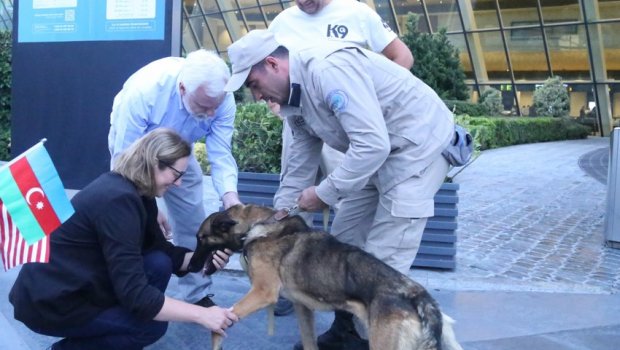 ABŞ Azərbaycana daha iki minaaxtaran it göndərdi &ndash; FOTO/VİDEO