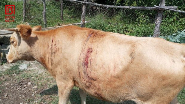Qubanın Gömür Dəhnə kəndi ayıların HƏDƏFİNDƏ &ndash; &ldquo;Mal-qaradan çox, özümüzə görə narahatıq&rdquo; &ndash; FOTO