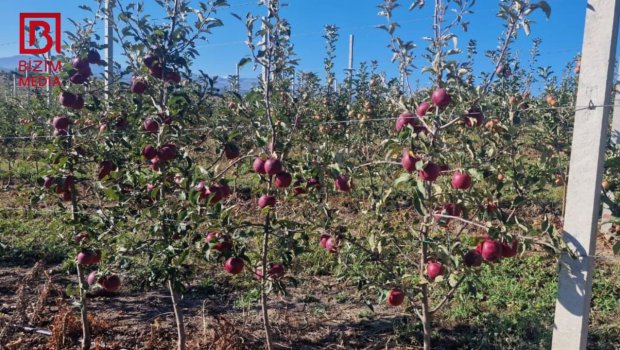 Məhsul boldur, alıcı az... &ndash; Qubanın alma bağlarından REPORTAJ &ndash; FOTO