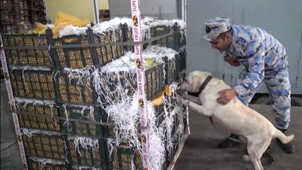 Rusiyaya aparılan daha bir alma yükündə narkotik tapıldı &ndash; FOTO 