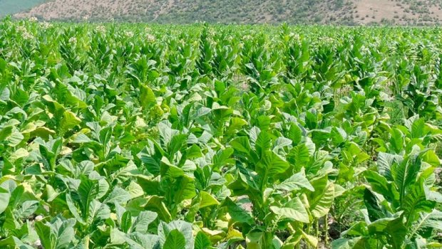 On bir ayda 7,254 ton tütün xammalı ixrac olunub