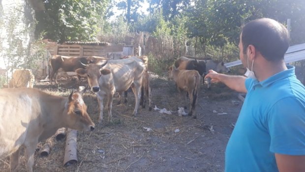 Kürdəmirdə 26 minlik iribuynuzlu heyvan oğurlandı &ndash; FOTO