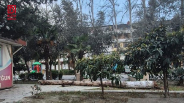 Qəbələdə güclü külək fəsadlar TÖRƏTDİ &ndash; FOTO