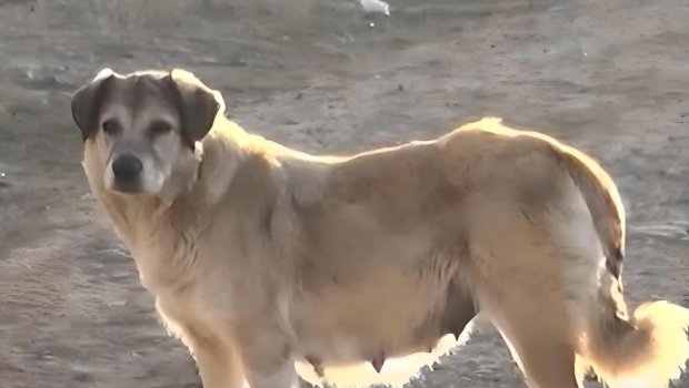 Gəncədə sahibsiz it problemi: Sakinlər qorxu içində - VİDEO