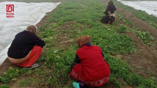 Azərbaycanın əksər bölgələrinə göyərti bu rayondan GÖNDƏRİLİR &ndash; REPORTAJ/FOTO