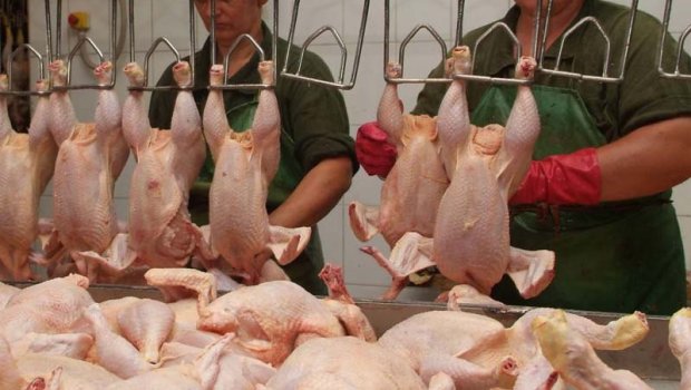Ekspertdən XƏBƏRDARLIQ! Broyler toyuqlarına vurulan bu antibiotiklər təhlükəlidir