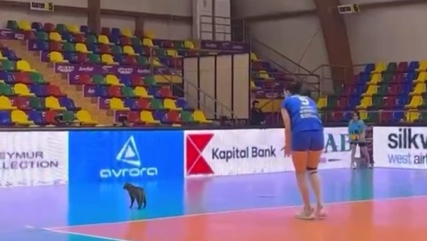 Voleybol matçında çağırılmamış “qonaq” – VİDEO