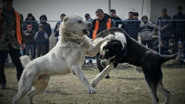 Sosial şəbəkədə it döyüşünün görüntüləri YAYILDI - Polis hərəkətə keçdi - VİDEO