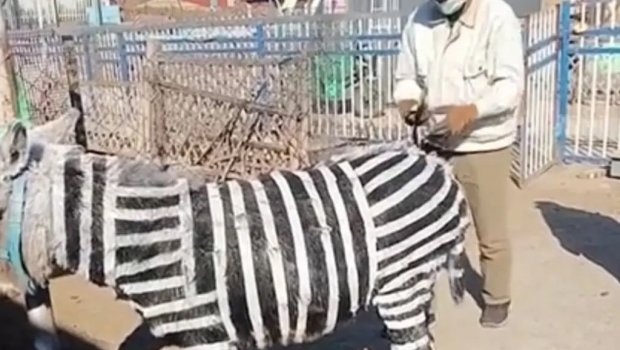 Zooparkda uzunqulaqları rəngləyib, zebra kimi təqdim etdilər – FOTO