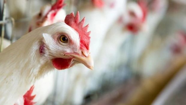 Sağlamlığımıza təhlükə yaradan, biri 65 qəpiyə olan toyuqlar Azərbaycana necə gətirilir? - SENSASİON AÇIQLAMA