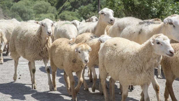 Yerli cins qoyunlar niyə &ldquo;YOXA ÇIXIR&rdquo;?