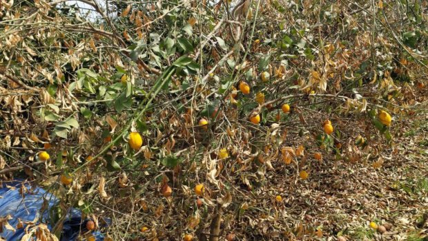 Astarada şaxta sitrus baglarını MƏHV ETDİ - FOTO