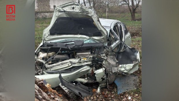 Qubada &ldquo;Prius&rdquo; ağacı AŞIRDI