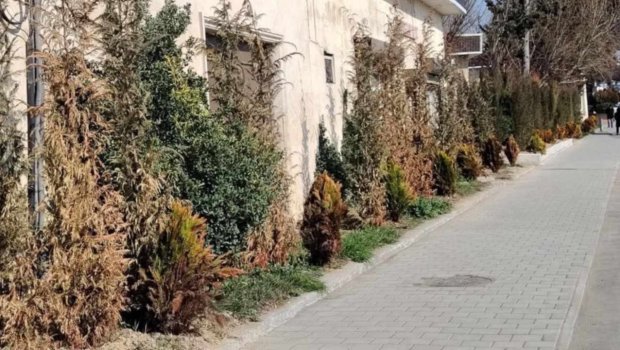 Xətaidə bir neçə ay əvvəl salınmış yaşıllıq zolağı MƏHV OLUR &ndash; FOTO/VİDEO
