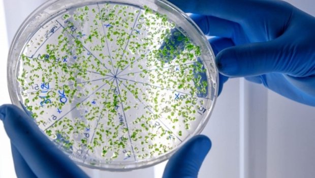 Dünyada yeni virus təhlükəsi- Fransada fövqəladə vəziyyət elan olundu
