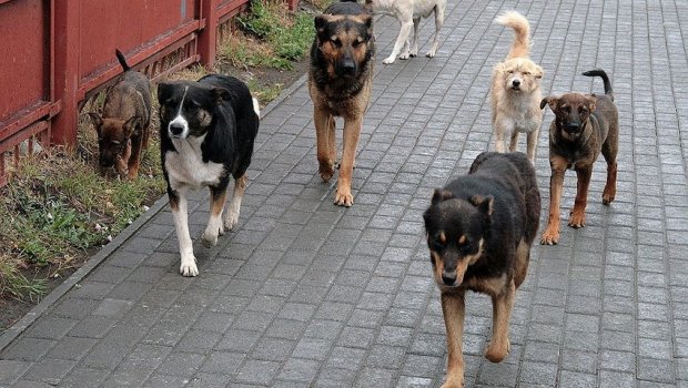 Goranboyda yaşlı qadını it dişlədi