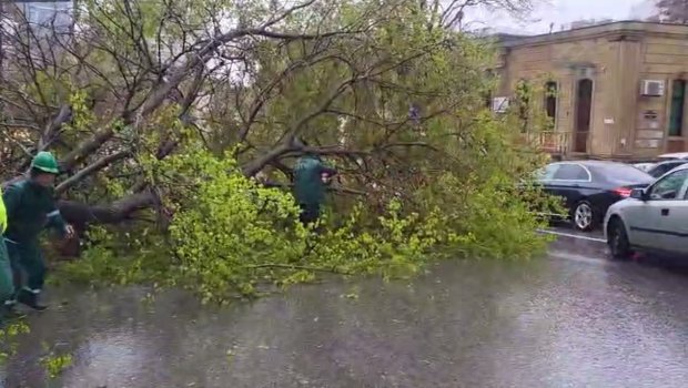 KÜLƏYİN FƏSADI: Bakıda 368 ağac sınıb