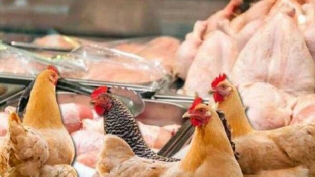 &ldquo;Kənd toyuğudur&rdquo; deyib, sizi belə aldadırlar