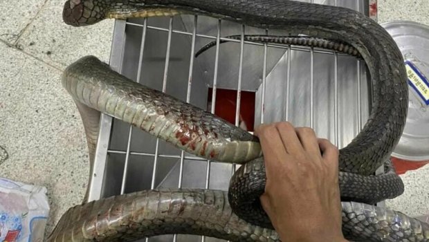 Tailandda qadın onu dişləyən kobranı əlləri ilə öldürüb: Özü ilə xəstəxanaya gətirib – FOTO