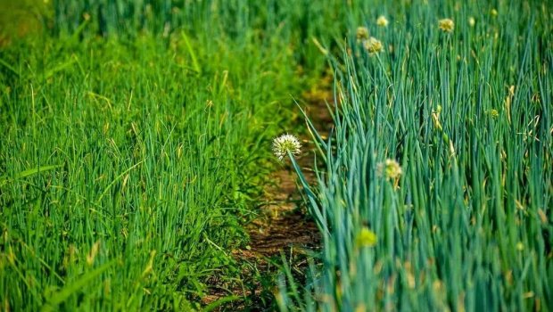 Dağda bitir, kilosu 400 manatdır – FOTO