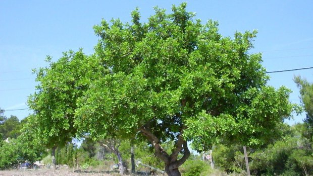 Naxçıvanda külək irigövdəli ağacı yola aşırdı - FOTO