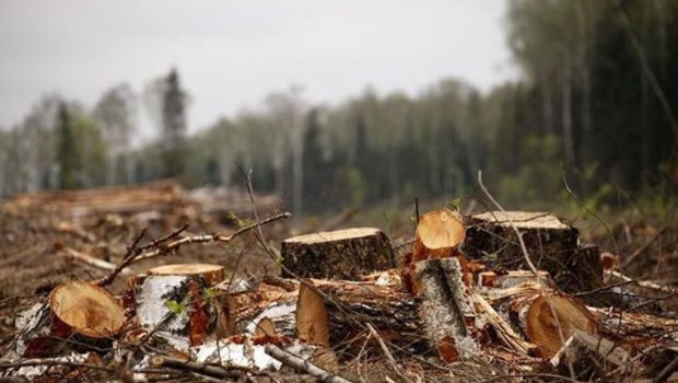 Bu 3 rayon və 2 şəhərdə təbiətə 108 mindən çox ziyan vurulub