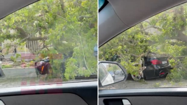 Bakıda bahalı avtomobilin üzərinə ağac aşdı - VİDEO