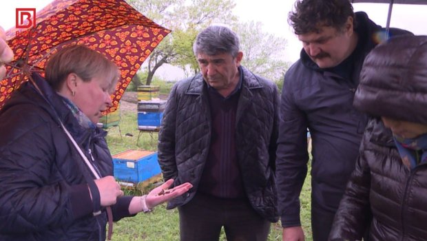 Azərbaycanda arılar kütləvi şəkildə QIRILIR &ndash; Alimlərdən HƏYƏCAN TƏBİLİ &ndash; FOTO