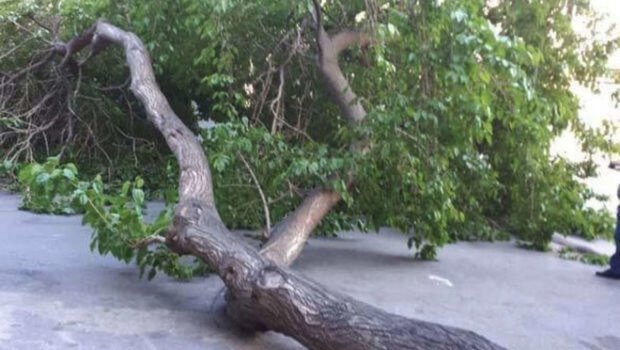 Bakıda ağaclar kəsildi, təbiətə 30 min manat ZİYAN DƏYDİ