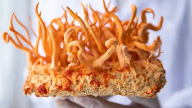 Xərçəngi göbələklə müalicə edəcəklər