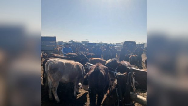 Bərdədə heyvan satışı bazarında ciddi nöqsanlar aşkarlandı &ndash; FOTO