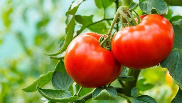 Türkmənistandan pomidor idxalına QADAĞA QOYULDU