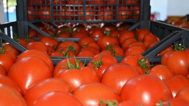 Bakıda bazarda qəribə fırıldaq - Pomidorun qırmızı görünməsi üçün görün nə edirlər - VİDEO