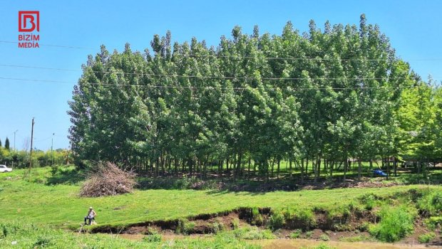 Lənkəranda balıqçını &ldquo;tok&rdquo; öldürdü &ndash; FOTO