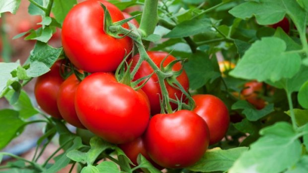 Ağsuda iki nəfər pomidordan ZƏHƏRLƏNDİ