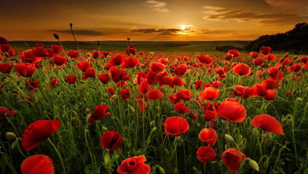 Azərbaycanda LALƏLƏR ən çox hansı bölgələrdə BİTİR? &ndash; ARAŞDIRMA