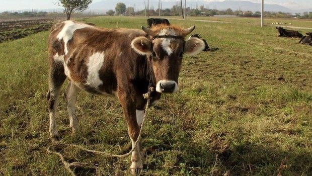 Goranboyda 64 baş iribuynuzlu heyvan TƏLƏF OLDU