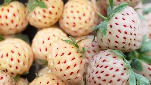 Çiyələyə bənzəyir, dadı tam başqa - özü isə xəzinədir