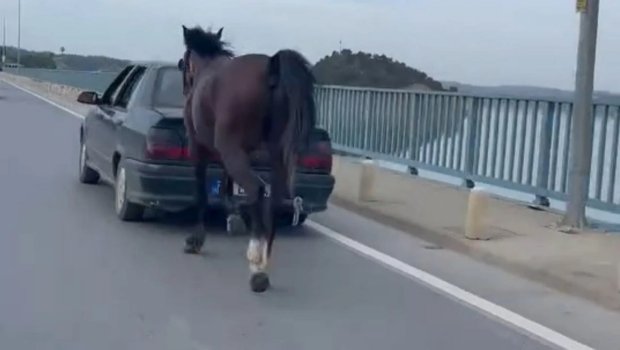 Ağlasığmaz OLAY: Atı maşının arxasına bağlayıb... - VİDEO