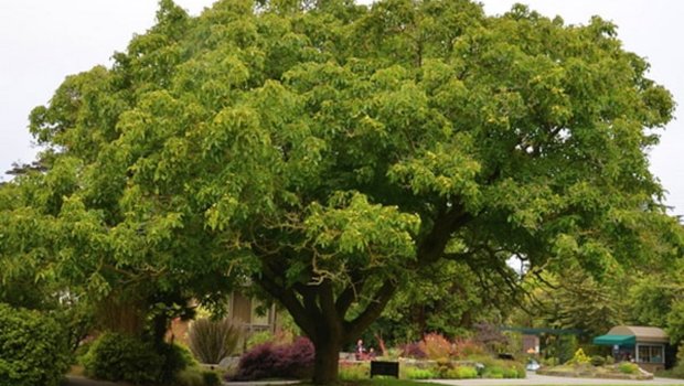 Göyçayda 50 yaşlı kişi ağacdan yıxılaraq VƏFAT ETDİ