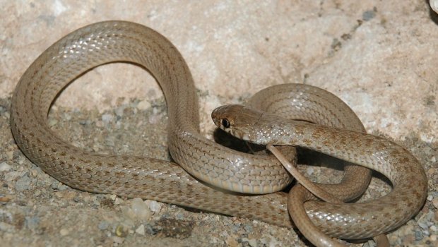 Bakıda insanlar həyəcan içində: İlanlar həyətə dolub &ndash; VİDEO