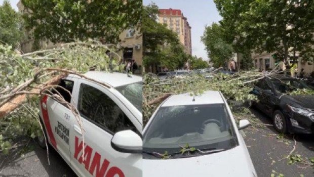Güclü külək Bakıda ağacı hərəkətdə olan avtomobillərin üzərinə aşırdı - VİDEO