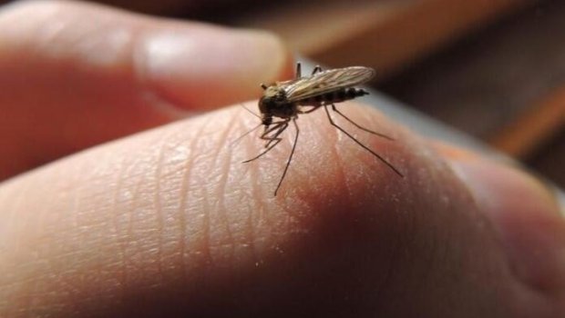 Yayda həşəratlara qarşı təbii həll - Bu bitkini yandırmaq kifayətdir