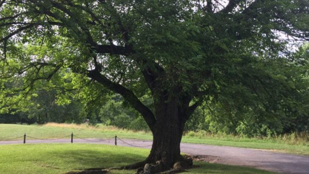 Tut yığmağa ağaca çıxmışdı, ölümlə nəticələndi