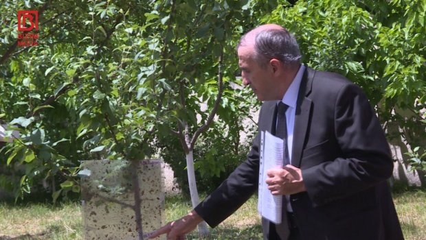 Şəki təsərrüfatlarında TƏHLÜKƏ &ndash; Meyvələri məhv edən XƏSTƏLİK yayıldı - FOTO 